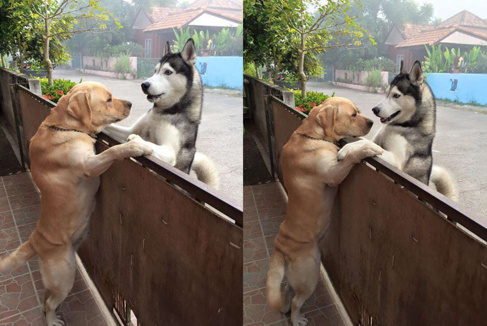 Покажи другую собаку. Общение собак. Самая послушная собака. Собаки общаются. Дружба двух собак.