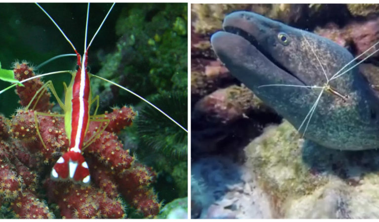 Diver Gets Weekly Teeth Cleanings From The Same Friendly Little Shrimp