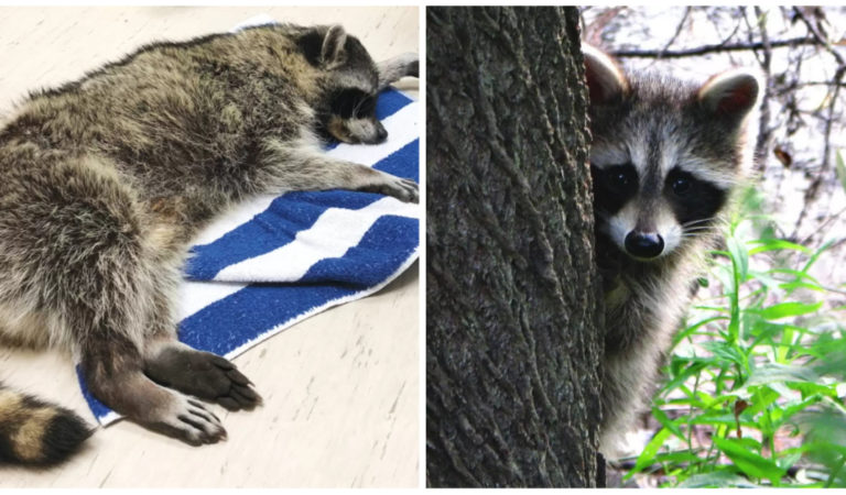 Raccoon Found ‘Paralyzed’ Was Actually Just Very Sick