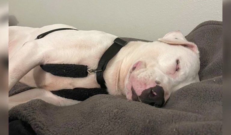 Longest Resident At Shelter Falls Asleep Smiling When He Finds A Family